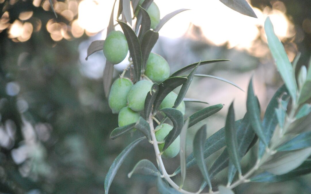 Olive Oil Production Holidays